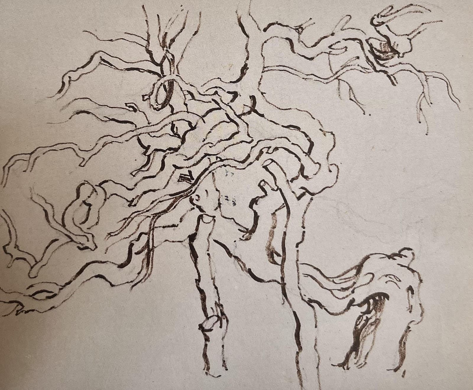 Rooikrans Trees Onrus Caravan Park